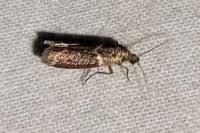 Cryptoblabes bistriga