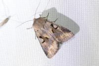 Orthosia gothica