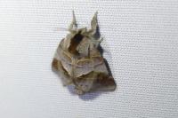 Clostera pigra