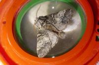 Drymonia ruficornis