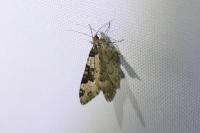 Xanthorhoe fluctuata