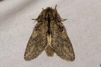 Peridea anceps