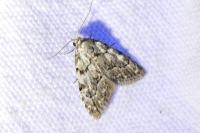 Nola confusalis