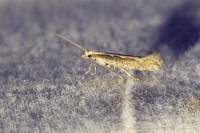 Plutella xylostella
