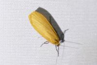 Wittia sororcula