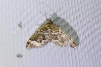 Lampropteryx suffumata