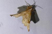 Selenia lunularia