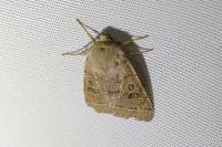 Orthosia cerasi