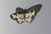 Lomaspilis marginata