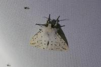 Spilosoma lubricipeda