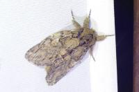 Peridea anceps
