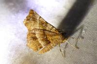 Selenia dentaria