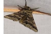 Lycia hirtaria