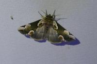 Thyatira batis