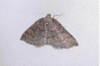 Aleucis distinctata