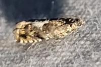 Pammene argyrana