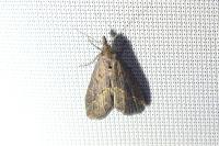 Schrankia costaestrigalis