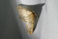 Alsophila aescularia