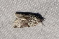 Nycteola siculana