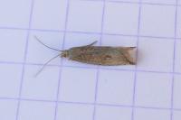 Bactra