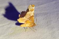Selenia lunularia