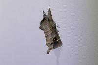 Clostera anachoreta