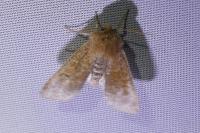 Orthosia miniosa