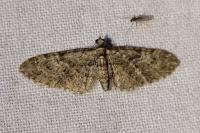 Eupithecia abbreviata/dodoneata