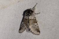 Furcula furcula