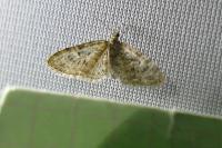 Eupithecia dodoneata