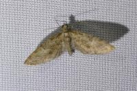 Eupithecia abbreviata