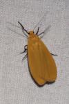 Wittia sororcula