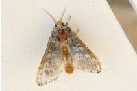 Drymonia ruficornis