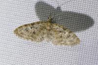 Eupithecia dodoneata
