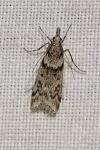 Eudonia angustea