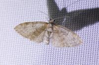 Eupithecia abbreviata