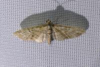 Eupithecia abbreviata