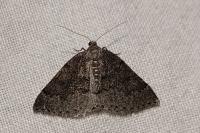Aleucis distinctata