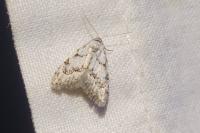 Nola confusalis
