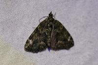 Chloroclysta siterata