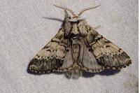 Drymonia ruficornis