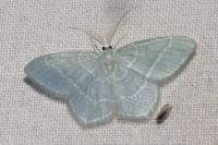 Jodis lactearia