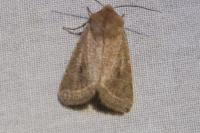 Orthosia cerasi