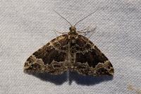 Lampropteryx suffumata