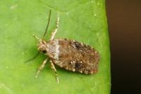 Agonopterix ciliella/heracliana