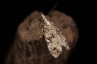 Phtheochroa rugosana