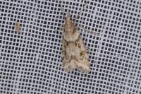 Eudonia angustea