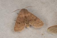Orthosia cerasi
