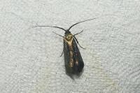 Adela reaumurella
