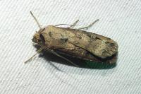 Agrotis ipsilon